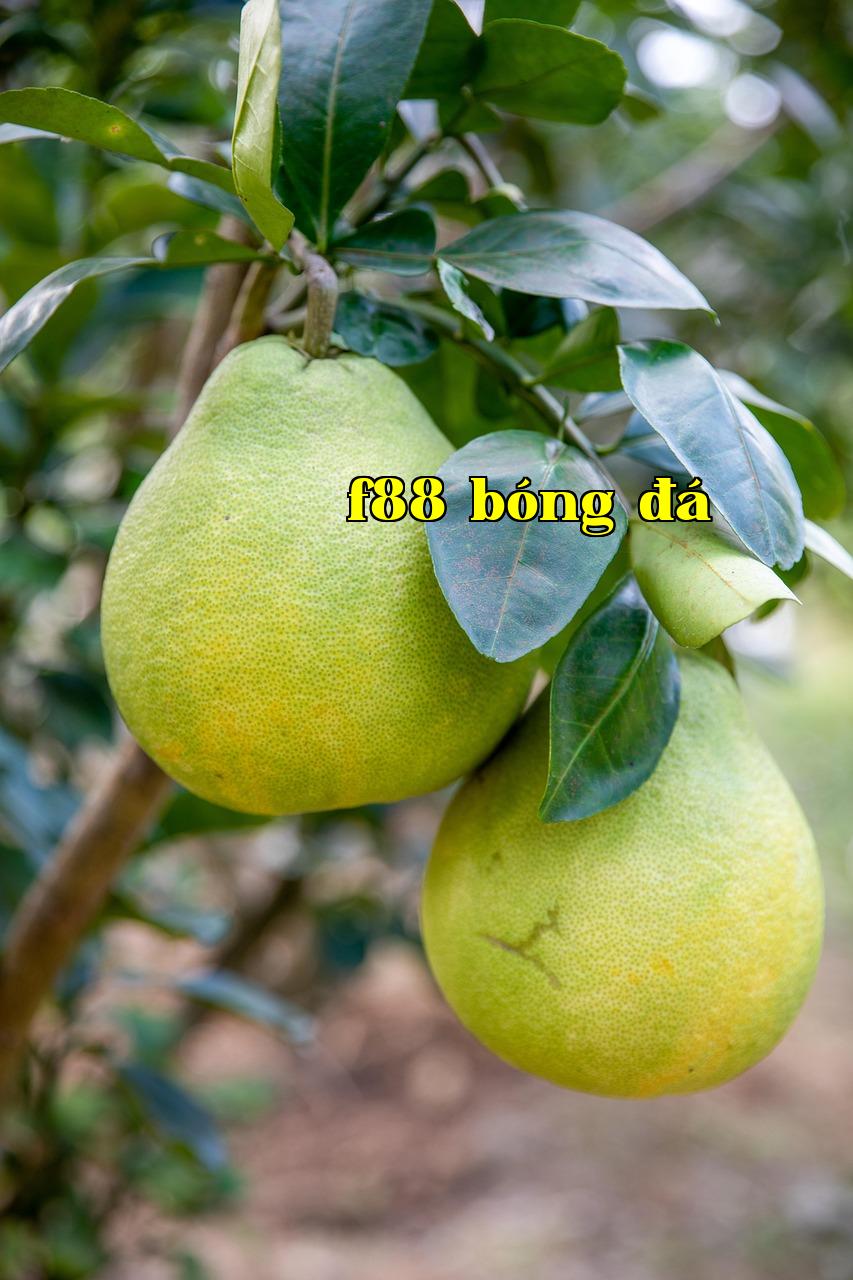 Featured image of post - wewe Một người ủng hộ với mức phí $1 - s6666 đăng nhập